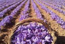 Unlocking the Mysteries of the Saffron Plant: A Comprehensive Guide