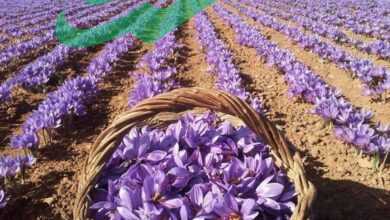 Unlocking the Mysteries of the Saffron Plant: A Comprehensive Guide