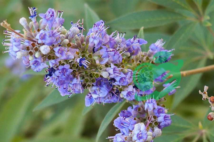 Origins of Vitex Agnus Castus