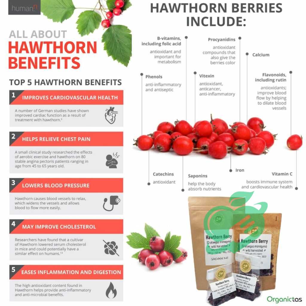 Antioxidant Properties of Hawthorn