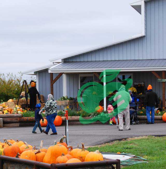 Brief History of Pumpkin Patches