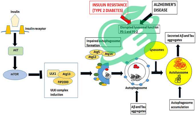 Connection Between Alzheimer's and Diabetes 3