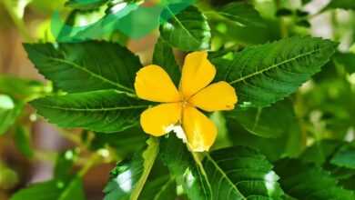 Damiana Leaves Benefits You Need to Know