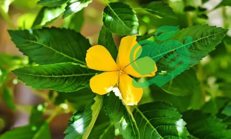 Damiana Leaves Benefits You Need to Know