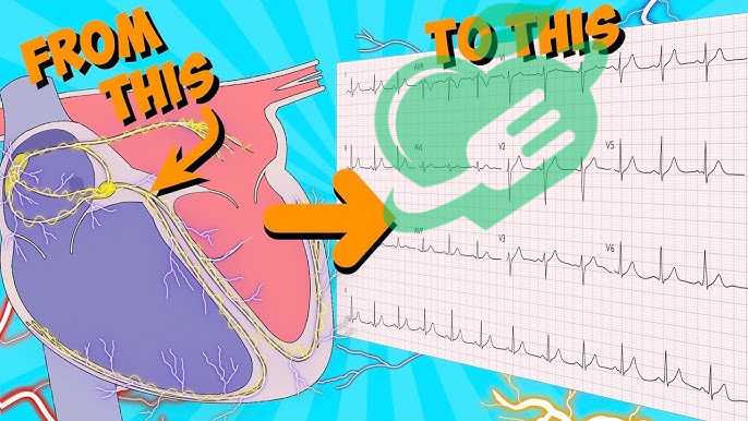 Electrical Activity of the Heart