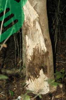 Environmental Conditions for Oud Tree Growth