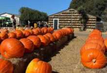 Explore the Best Pumpkin Patches in Your Area This Fall