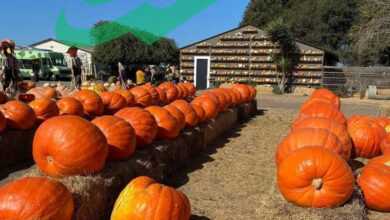 Explore the Best Pumpkin Patches in Your Area This Fall