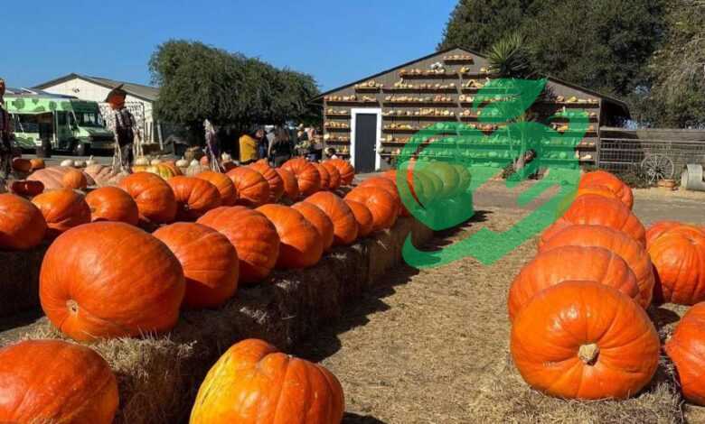 Explore the Best Pumpkin Patches in Your Area This Fall