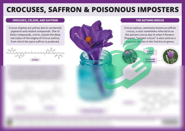 Factors Influencing Saffron Prices