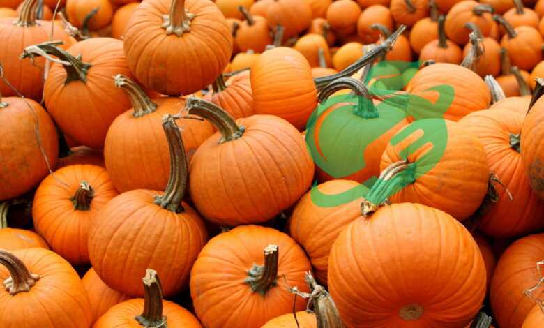 Find the Perfect Pumpkin Patch Close to Me Now