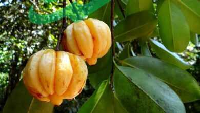 Garcinia Cambogia