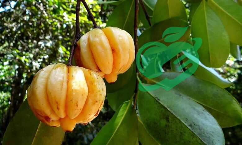 Garcinia Cambogia