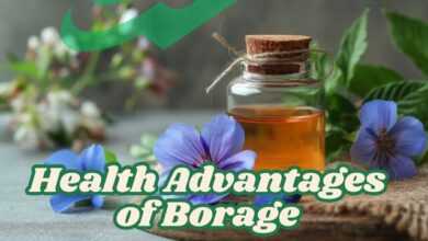 Health Advantages of Borage