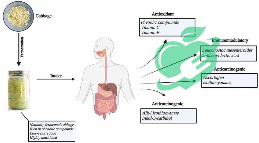 Anti-inflammatory properties of fermented cabbage