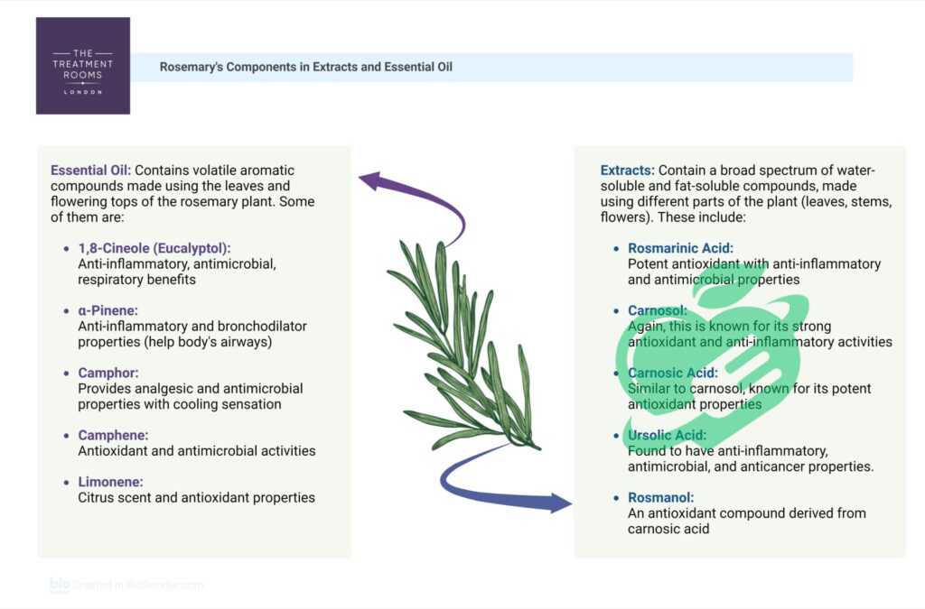 Historical Significance of Rosemary