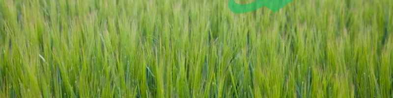 How barley grass aids in cleansing the body