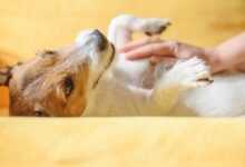 Neurological Health and Well-being: Enhancing Your Dog's Quality of Life