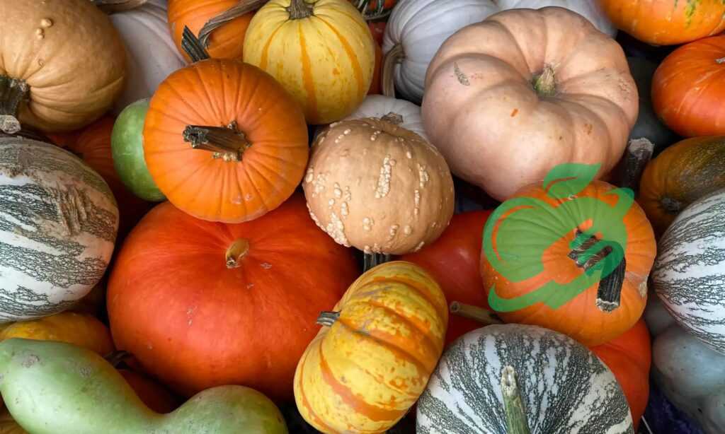 Online Resources for Finding Nearby Pumpkin Patches