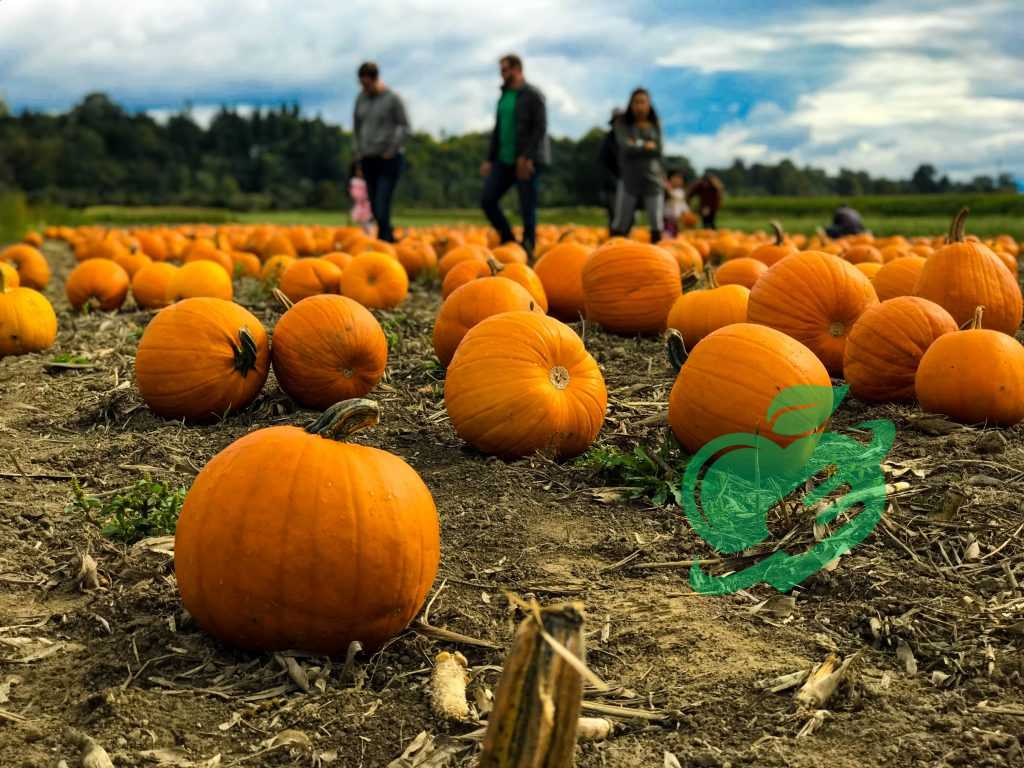 Popular Pumpkin Dishes and Treats to Try