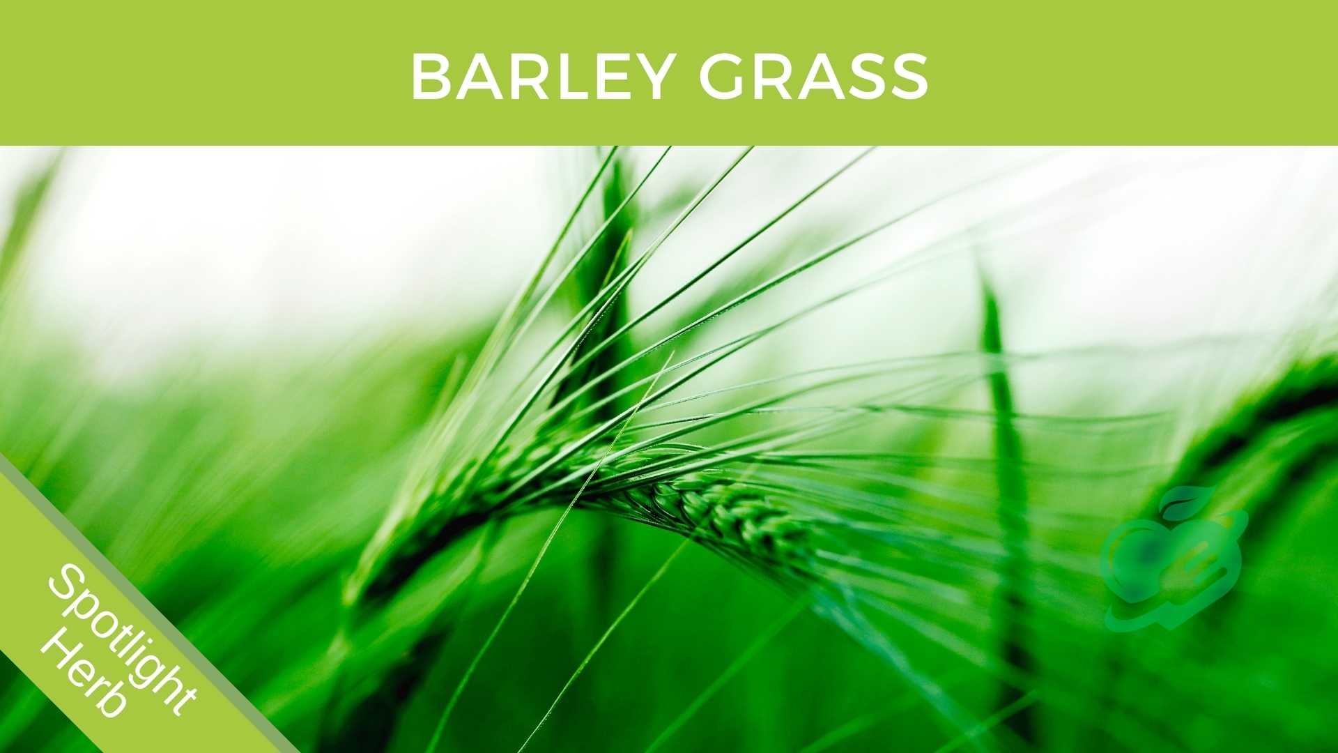 Precautions to consider before using barley grass for detox