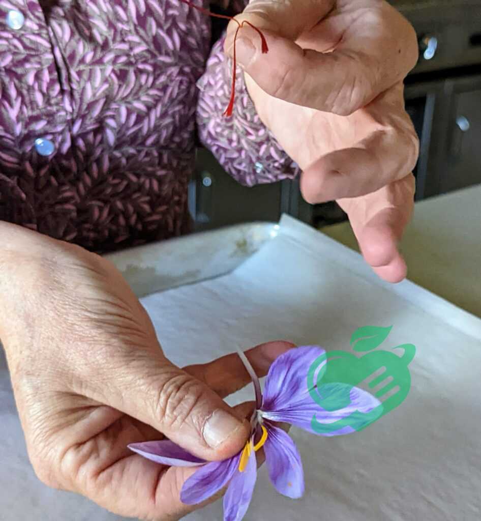 Requirements for Growing Saffron 