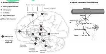 Significance of Developing Blood Tests for Anxiety