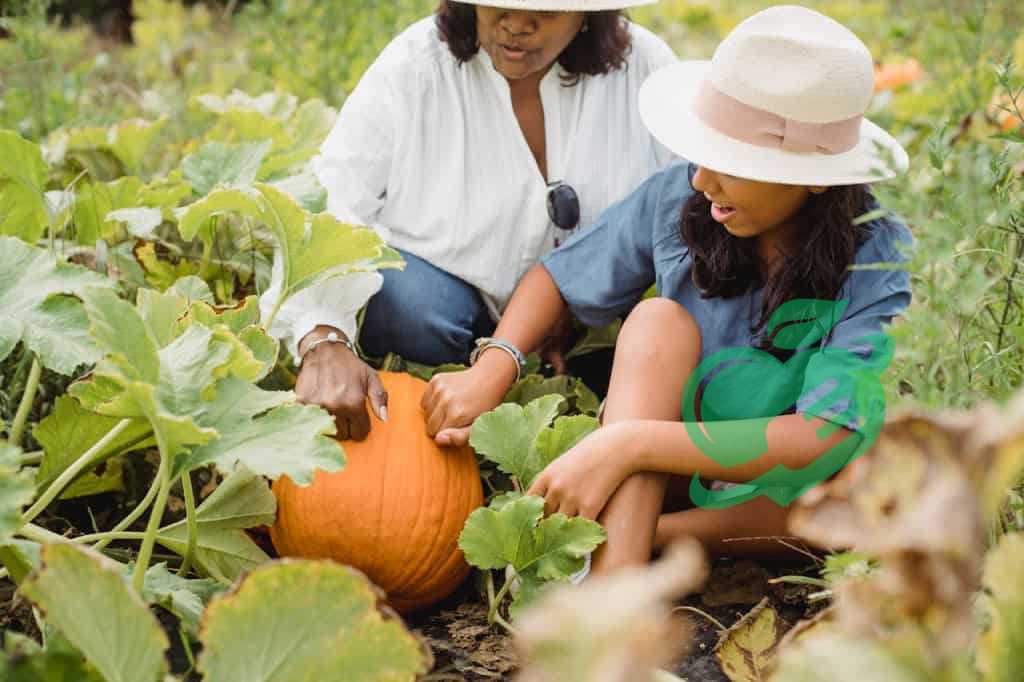 Significance of Pumpkin Patch Visits