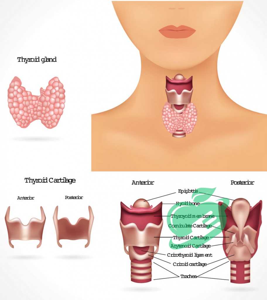 Symptoms of Hypothyroidism