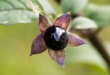 The Intriguing History and Uses of Belladonna Nightshade Plant