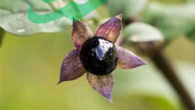 The Intriguing History and Uses of Belladonna Nightshade Plant