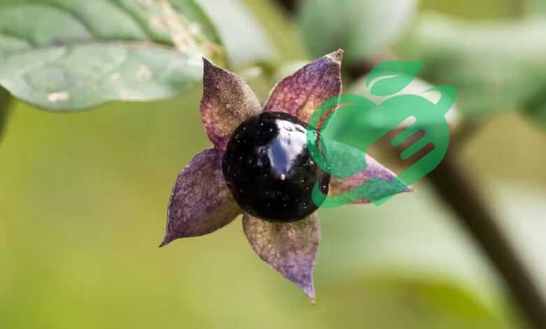 The Intriguing History and Uses of Belladonna Nightshade Plant