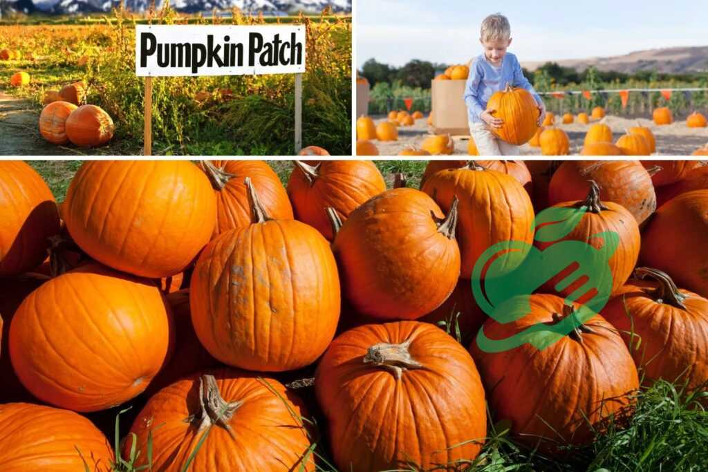 Traditional Uses of Pumpkins