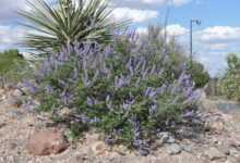 Vitex Agnus Castus