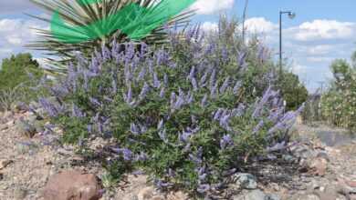 Vitex Agnus Castus