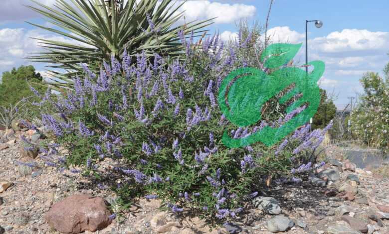 Vitex Agnus Castus