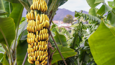 Banana Tree Benefits Why You Should Grow One Now