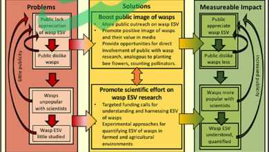 Harnessing the Health Benefits of the Yellow Wasp What You Need to Know