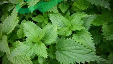 How to Treat and Soothe Nettle Sting