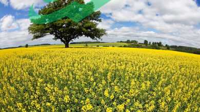 Mustard Seeds Tree