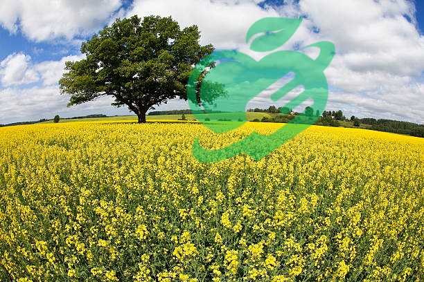 Mustard Seeds Tree