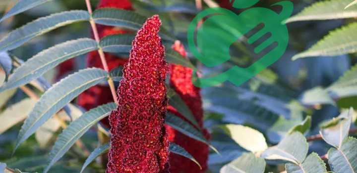 Recipes Featuring Sumac and Spice Blends