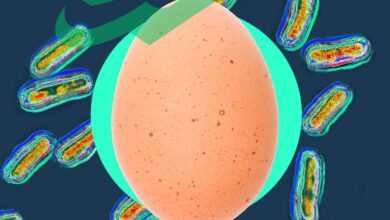 Stay Updated on the Salmonella Egg Recall