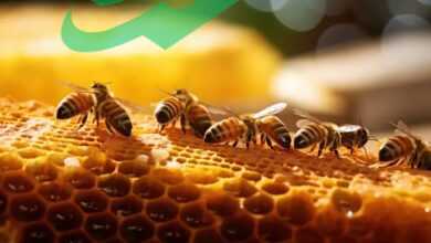 What is a Honey Pack?