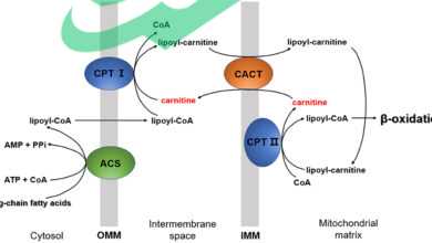 Carnitine Deficiency