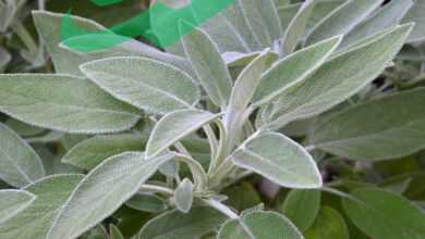 Getting to Know Sage Leaves