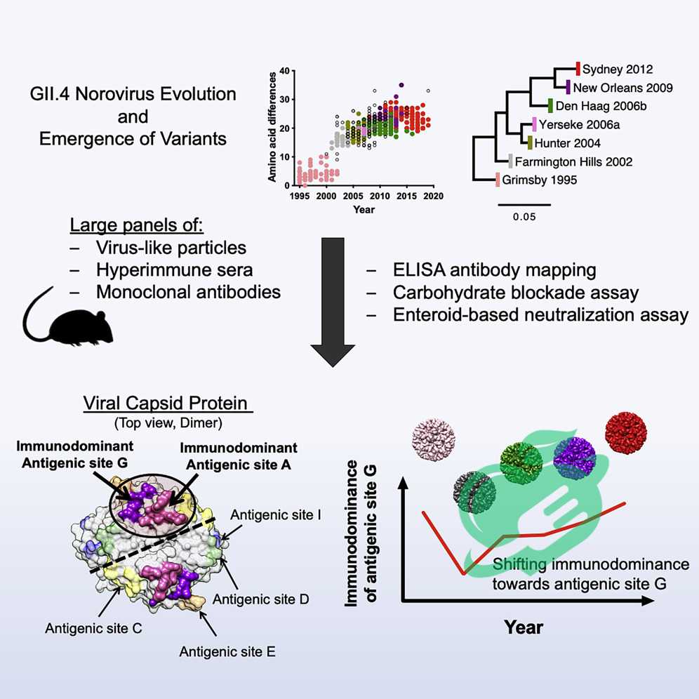 What’s Next for Norovirus Control