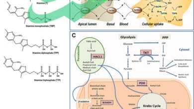 what isThiamine deficiency